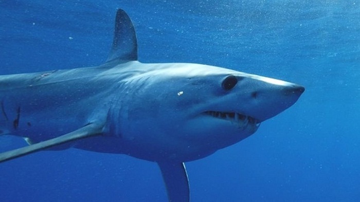 Mako shark travels 13,000 miles in less than two years 